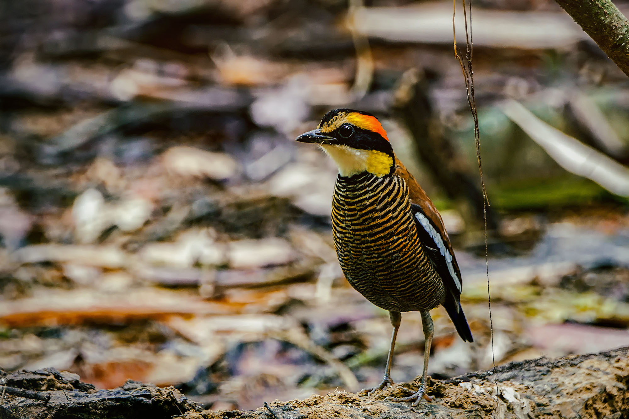 Malaiische Bindenpitta Weibchen