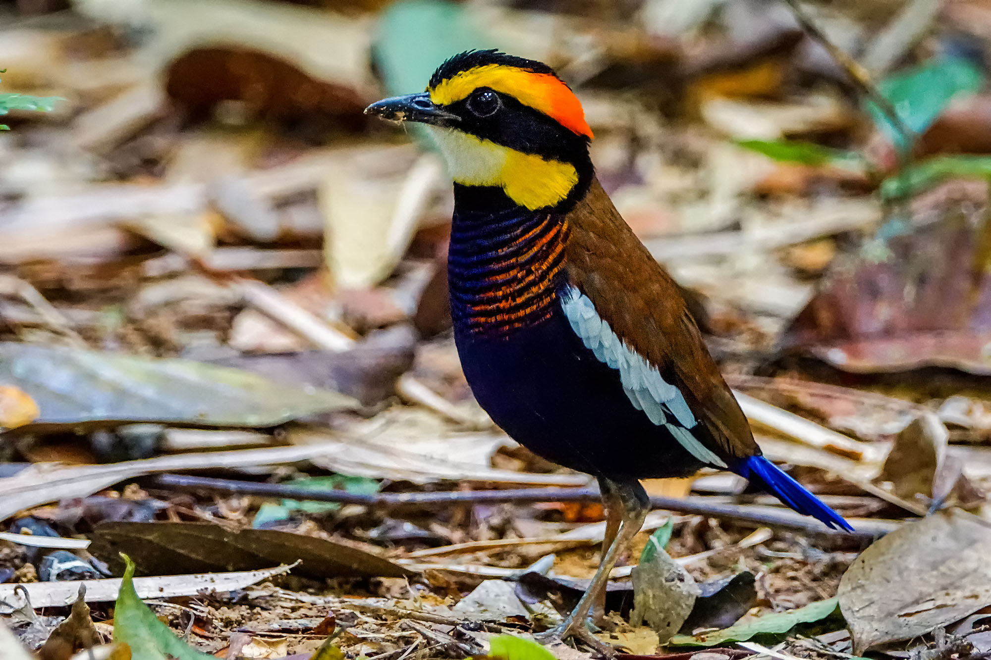 Malaiische Bindenpitta Männchen