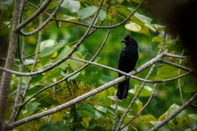 Trauerelster / Black-crested Magpie