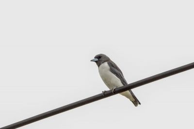 Weißbauch-Schwalbenstar / White-breasted Woodswallow