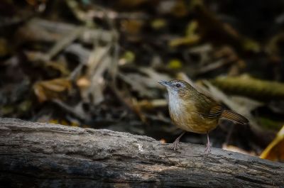 Rotschwanz-Maustimalie / Abbott's Babbler