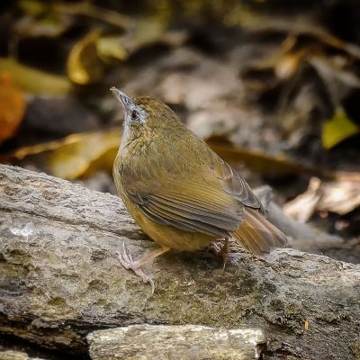 Rotschwanz-Maustimalie / Abbott's Babbler