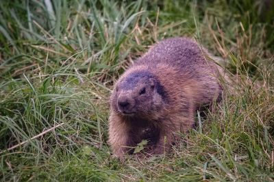 Alpenmurmeltier - Alpine marmot