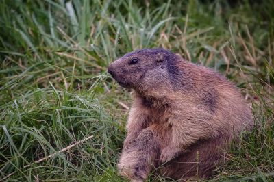 Alpenmurmeltier - Alpine marmot