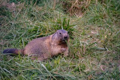 Alpenmurmeltier - Alpine marmot