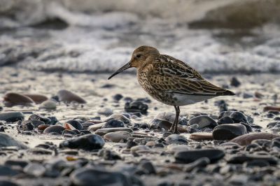 Alpenstrandläufer / Dunlin