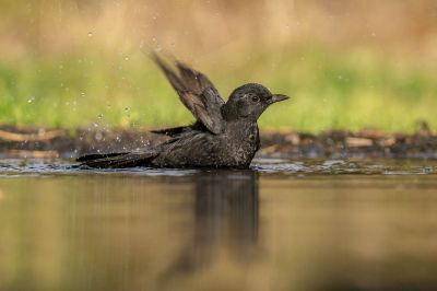 Amsel - Schwarzdrossel (Juv) / Blackbird