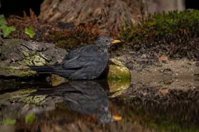 Amsel - Schwarzdrossel (M) / Blackbird