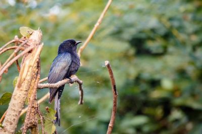 Drongokuckuck / Asian Drongo Cuckoo