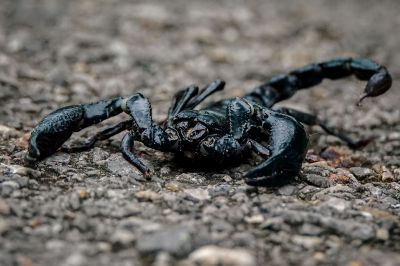 Schwarzer Laos-Skorpion / Asian Forest Scorpion