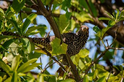 Indischer Koel (W) / Asian Koel - Common Koel