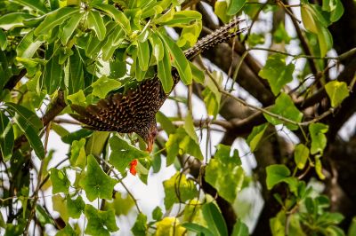 Indischer Koel (W) / Asian Koel - Common Koel