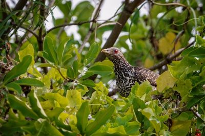 Indischer Koel (W) / Asian Koel - Common Koel