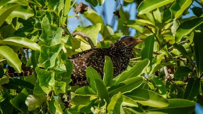 Indischer Koel (W) / Asian Koel - Common Koel