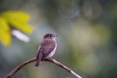 Braunschnäpper / Asian Brown Flycatcher