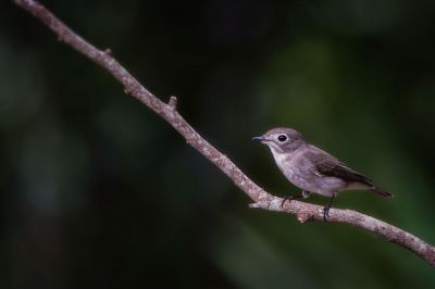 Braunschnäpper / Asian Brown Flycatcher