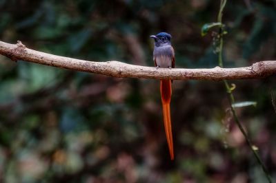 Asiatischer Paradiesschnäpper - Hainparadiesschnäpper (M) / Asian Paradise Flycatcher