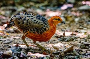 Augenwachtel (Ferruginous Partridge)