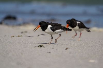 Austernfischer (immature) / Eurasian Oystercatcher - Common Pied Oystercatcher - Palaearctic Oystercatcher