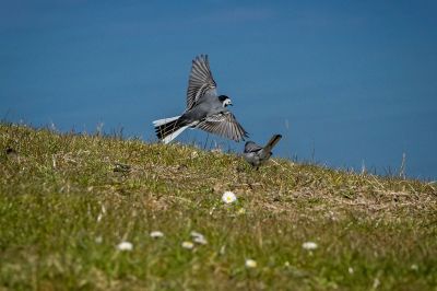 Bachstelze (M,F) / White Wagtail