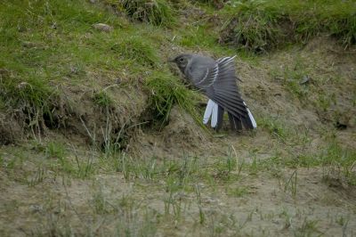 Bachstelze (juv) / White Wagtail