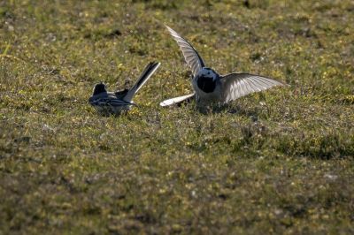 Bachstelze (M,F) / White Wagtail