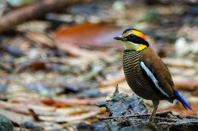 Malaiische Bindenpitta (W) / Malayan Banded Pitta