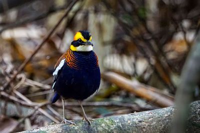 Malaiische Bindenpitta (M) / Malayan Banded Pitta