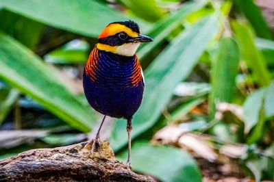 Malaiische Bindenpitta (M) / Malayan Banded Pitta