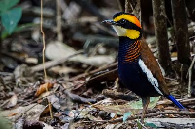 Malaiische Bindenpitta (M) / Malayan Banded Pitta