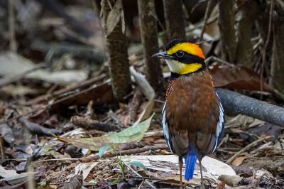 Malaiische Bindenpitta (M) / Malayan Banded Pitta