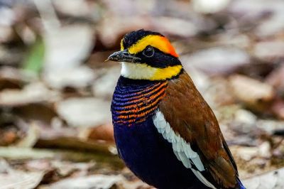 Malaiische Bindenpitta (M) / Malayan Banded Pitta