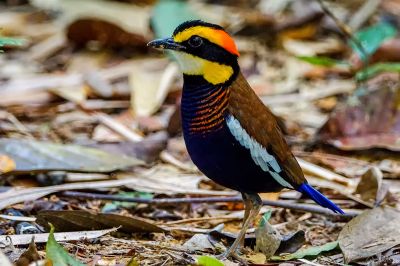 Malaiische Bindenpitta / NEAR THREATENED