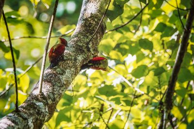 Mennigspecht / Banded Woodpecker