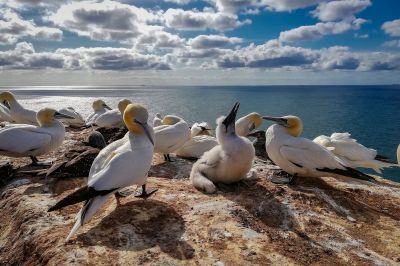 Basstölpel / Northern Gannet