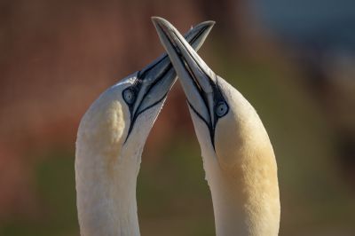 Basstölpel / Northern Gannet