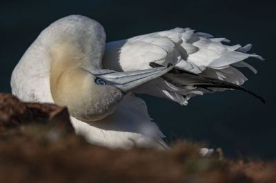 Basstölpel bei der Gefiederpflege / Northern Gannet