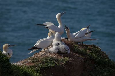 Basstölpel / Northern Gannet