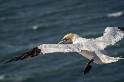 Basstölpel / Northern Gannet