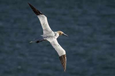 Basstölpel / Northern Gannet