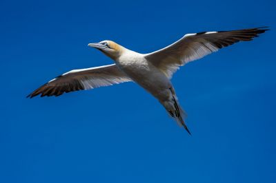 Basstölpel / Northern Gannet