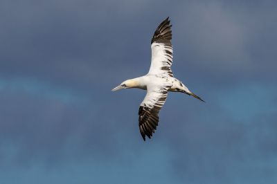 Basstölpel (Immature) / Northern Gannet