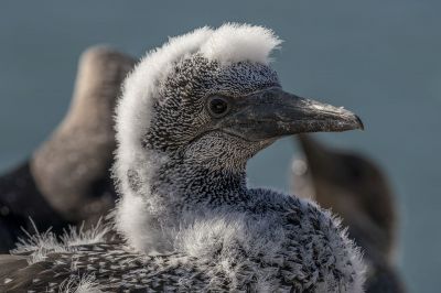 Basstölpel (Juv) / Northern Gannet