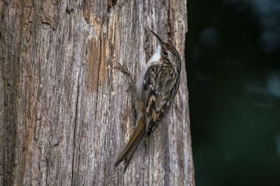 Waldbaumläufer / Treecreeper