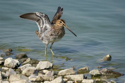 Bekassine / Common Snipe