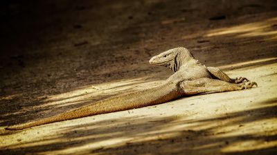 Bengalenwaran / Bengal Monitor