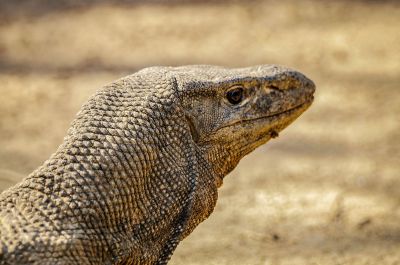 Bengalenwaran / Bengal Monitor