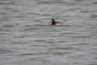 Bergente / Greater Scaup