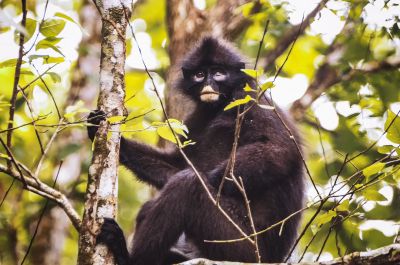 Bindenlangur - Bänderlangur / VULNERABLE