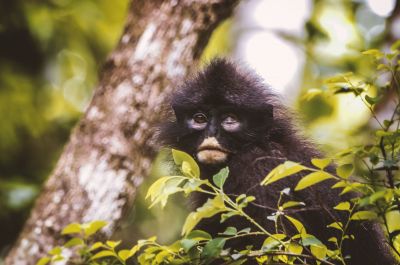 Bindenlangur - Bänderlangur / Banded Langur - Banded Surili